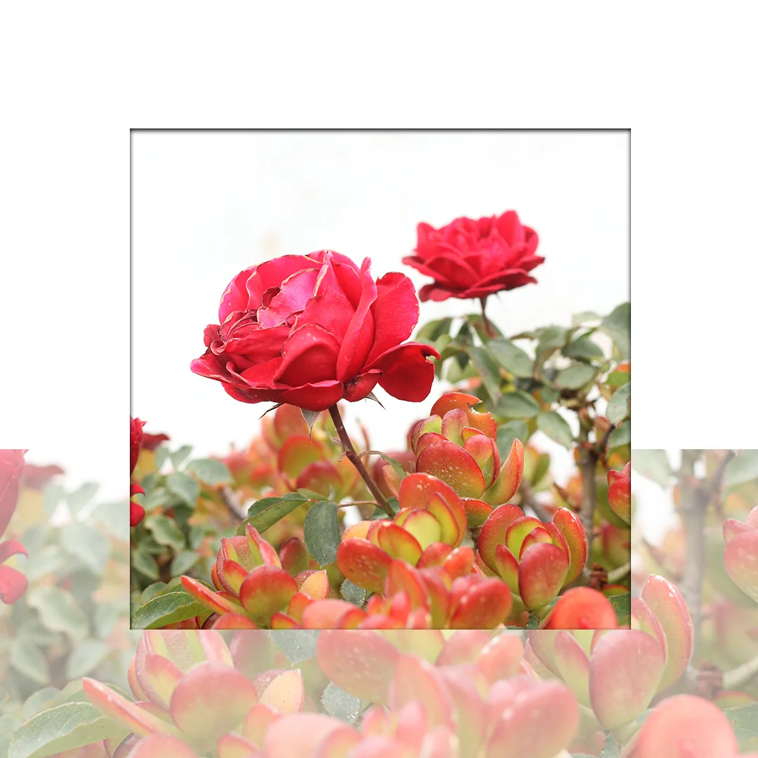 FlowerPower 2 1080x1080.jpg