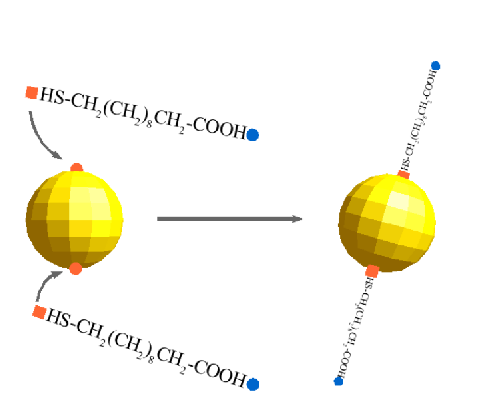 Functionalization.png