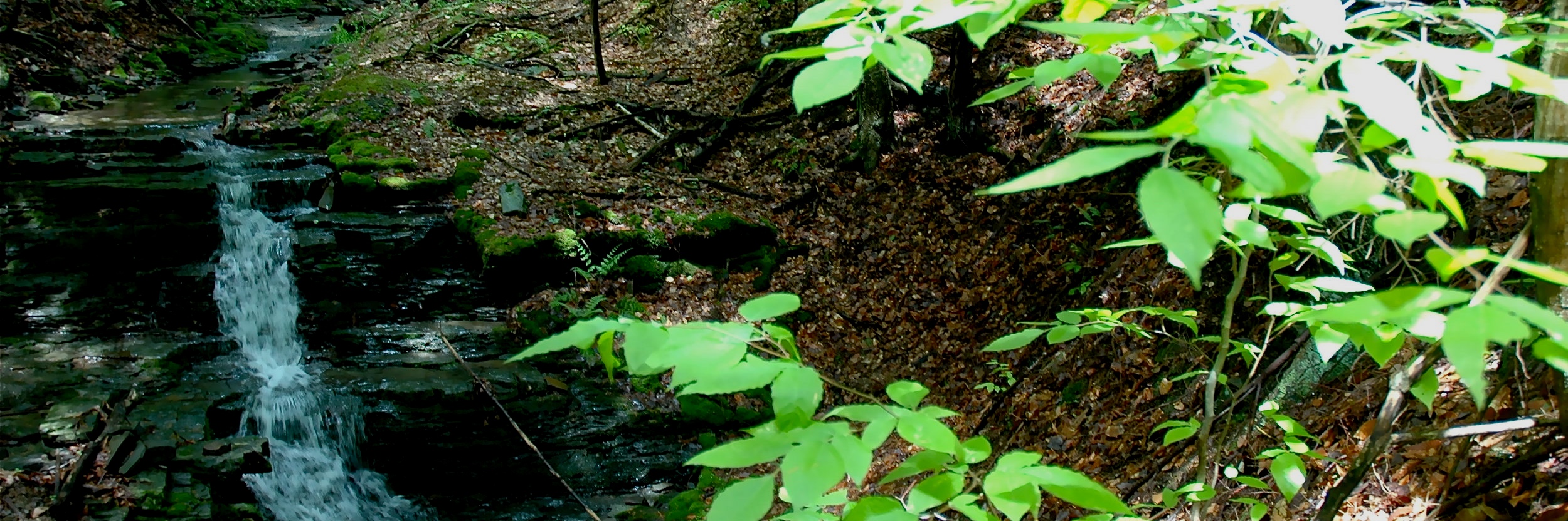 Waterfall-Summer-1.jpg