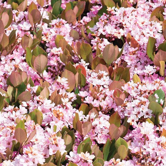 🌸