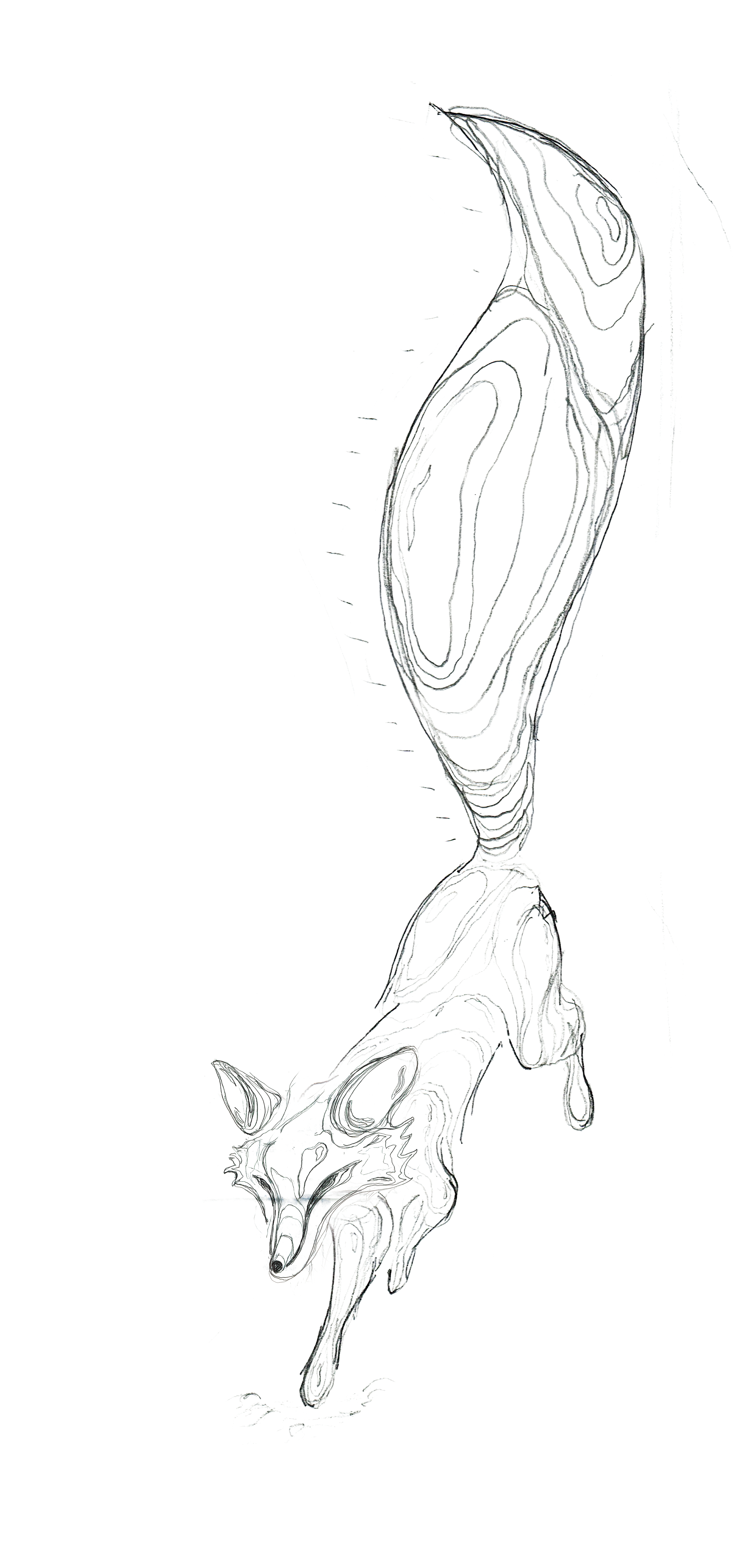 Fox Topography 1.png