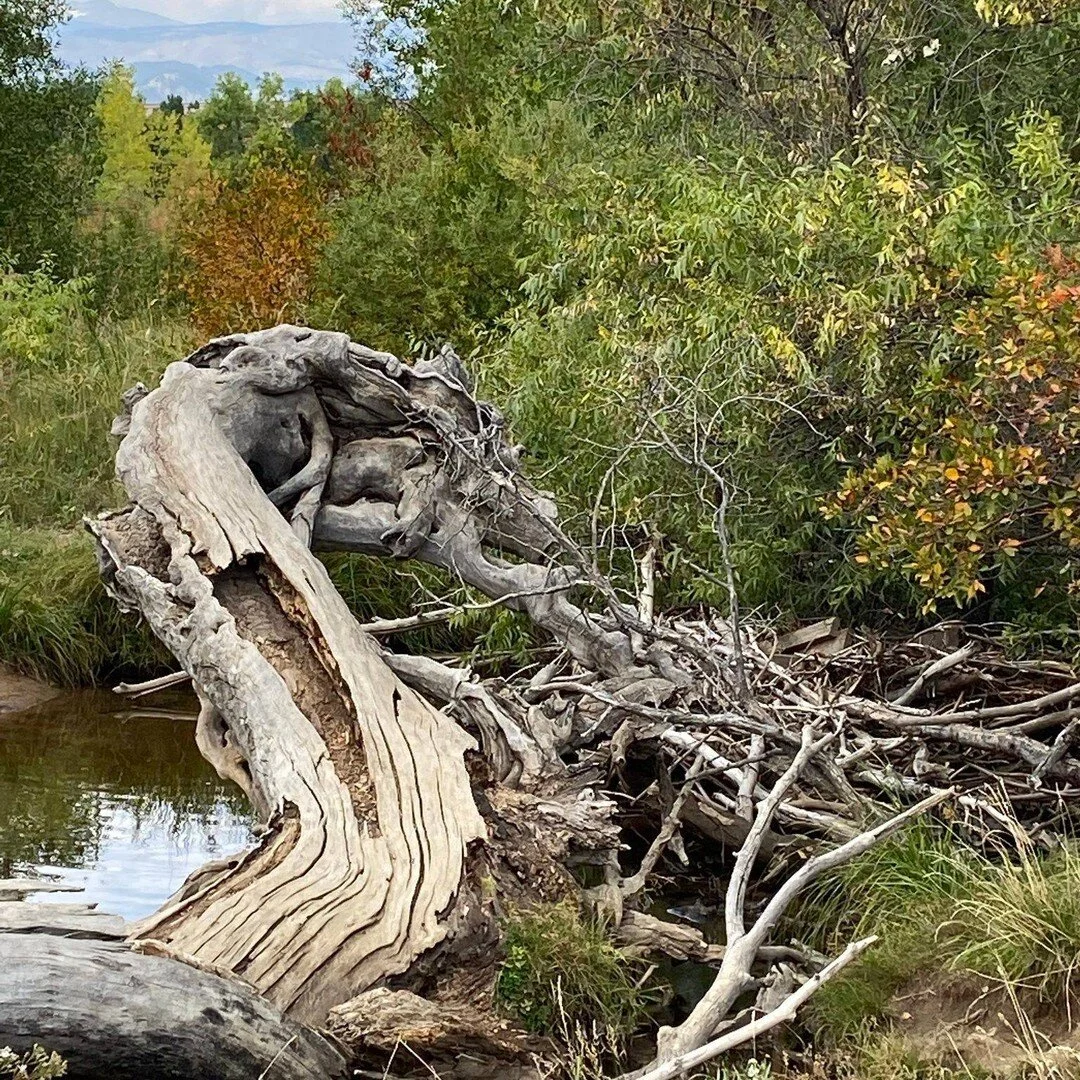 A Quiet Place
 

My buoyant mind, 
muffled by maddening cacophony, 
seeks transcendent tranquility
to resonate with the sound of silence.

I find a mystique quiet place, 
far from frenzy in the wondrous woods,
on green carpet the ancient trees stand,