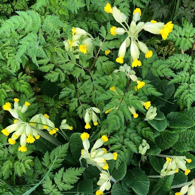 I was delighted to stumble across these Cowslips(Primula veris)on my morning walk. Just to be in their presence makes me feel joyful and carefree💚 These pretty, little yellow flowers emerge in April just after their sister plant, the Primrose, one o