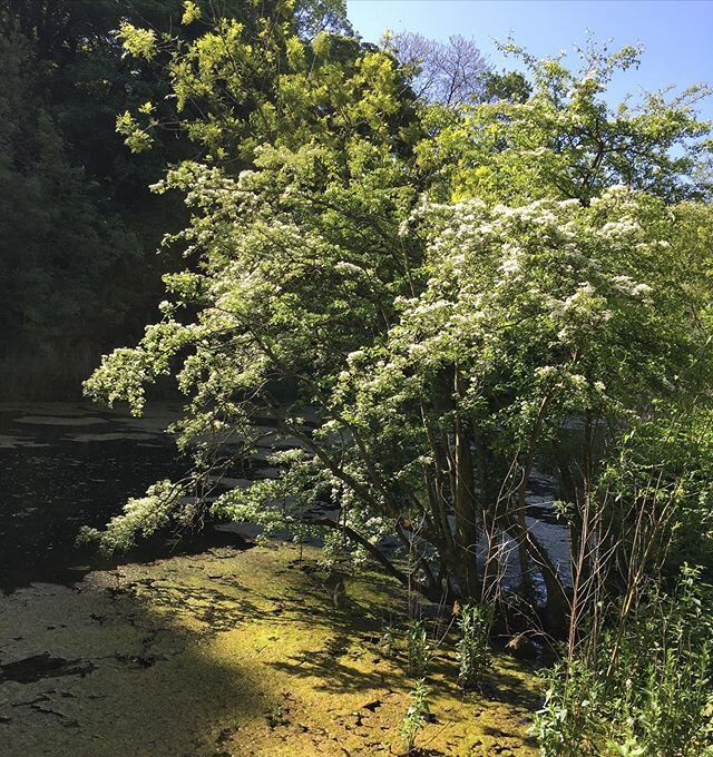 Happy May Day/Beltane Everyone! 💚🌸Reminiscing being in this idyllic part of Gloucestershire in the presence of a beautiful hawthorn in blossom. Hawthorn trees (Crataegus spp.)in flower are a symbol of May Day, marking the transition from spring to 