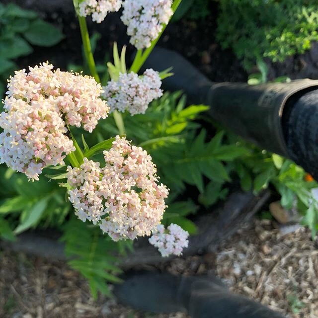 My valerian plant has finally started opening its pale pink flowers and is rapidly shooting up. This plant may reach 6 feet tall! These small flowers have a lovely sweet scent unlike it&rsquo;s stinky roots which cats seem to go crazy for🌸Well known