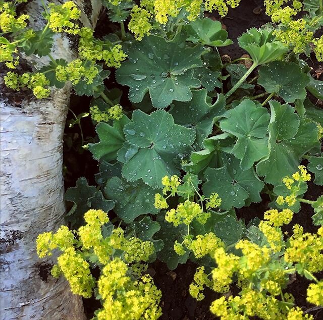 Lady&rsquo;s Mantle (Alchemilla vulgaris) is so enchanting with it&rsquo;s frothy spray of lime green flowers and velvety, scalloped leaves that remind me of flamenco skirts. Water droplets magically collect on the leaves like pearls of dew. In herba