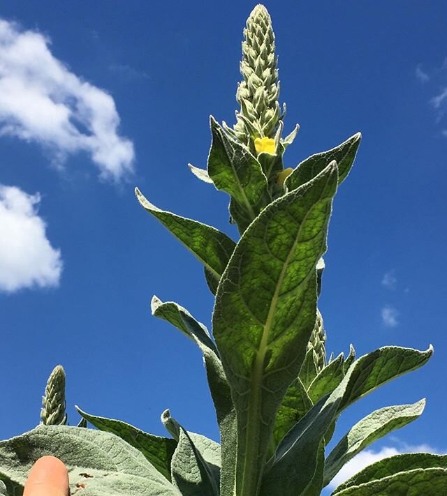 Summer Solstice Blessings! May it be the turning point for a better world.... 🌞This regal mullein(Verbascum thapsus) was traditionally used for midsummer celebrations as a ceremonial torch to represent the sun and protect against evil spirits 🌞The 