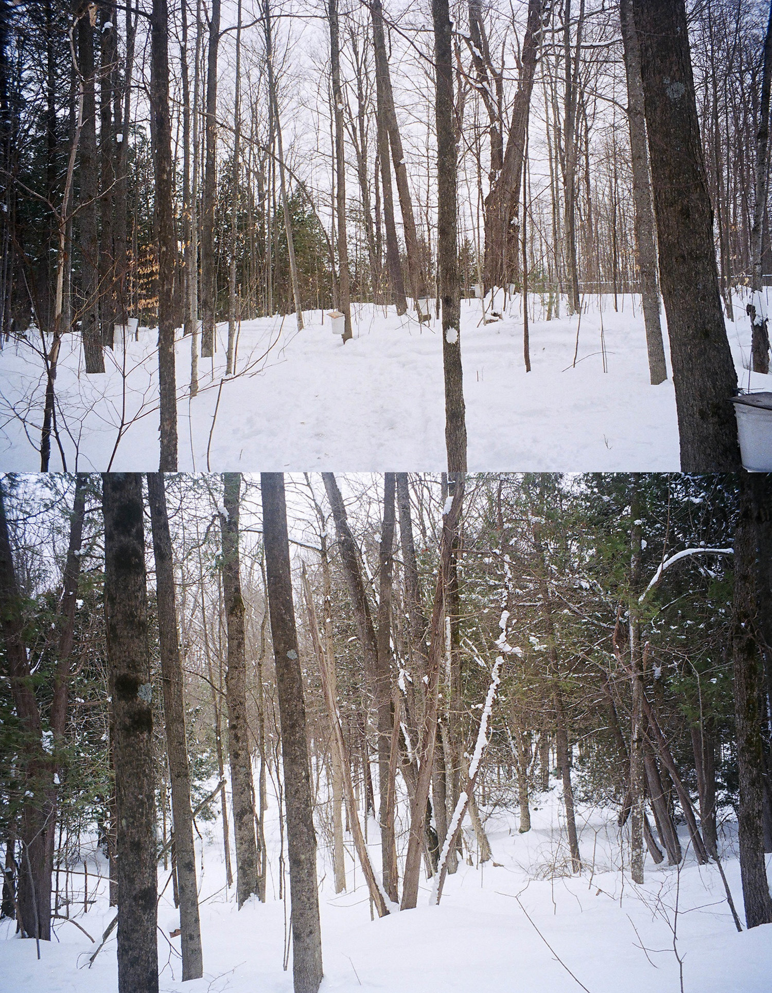 Tiszai Tree Farm, 2018