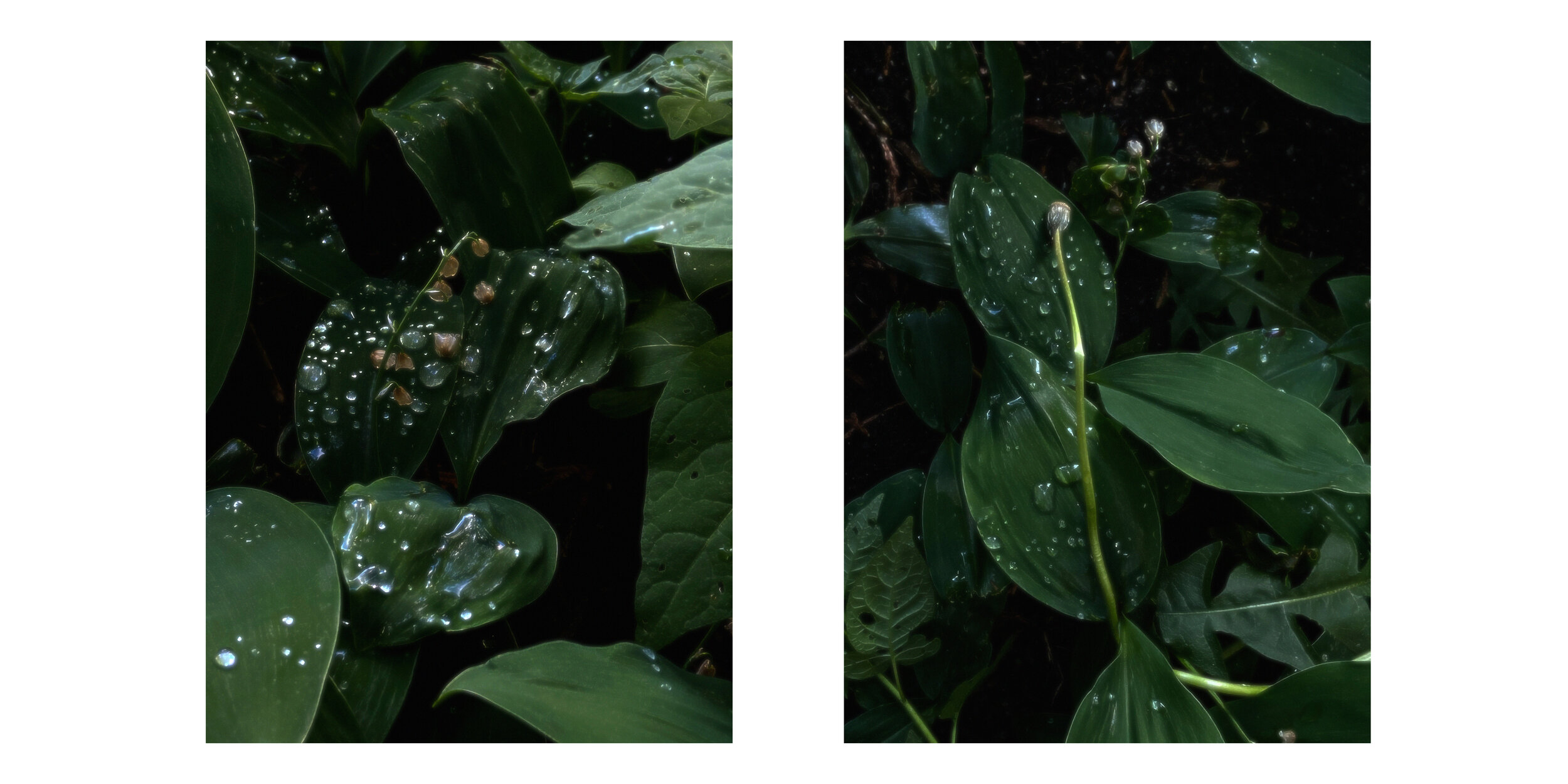 Secret Garden, 2021