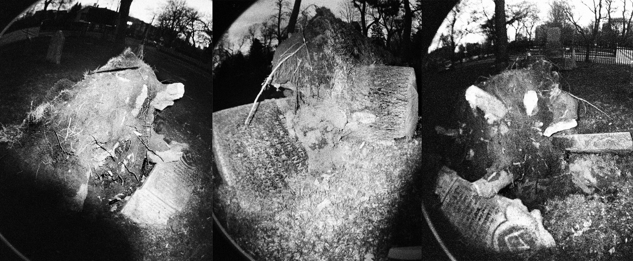 Tree Roots Destroying Tomb Stones, 2019