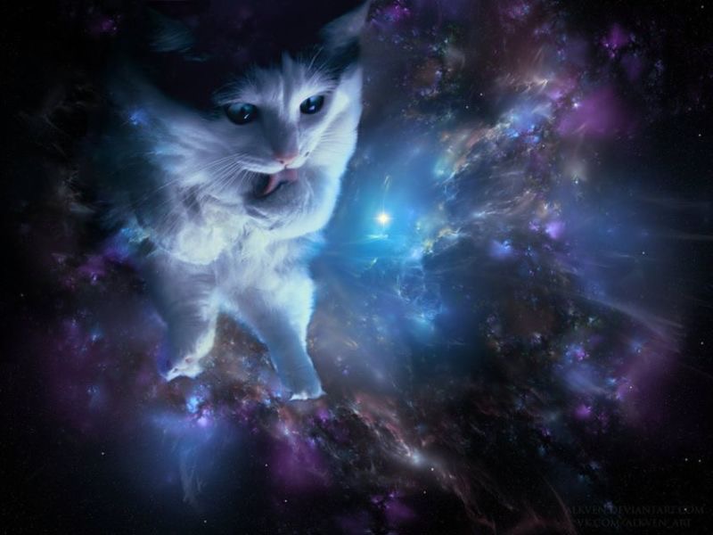 Is The Cat Alive or Dead? 