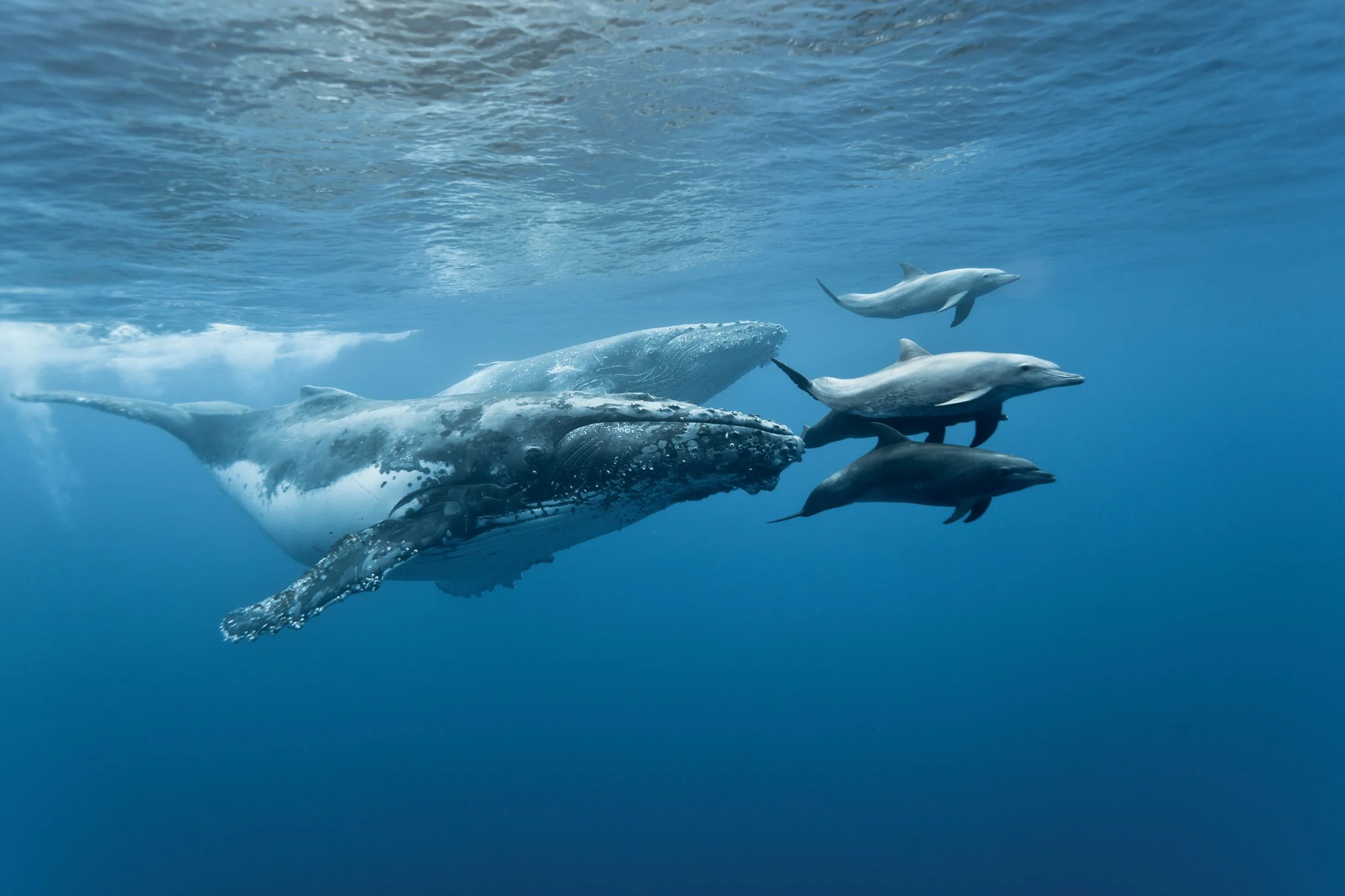 Whales, and Dolphins, and Cetaceans Oh My!