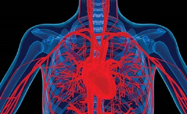 Cardiovascular system in space!