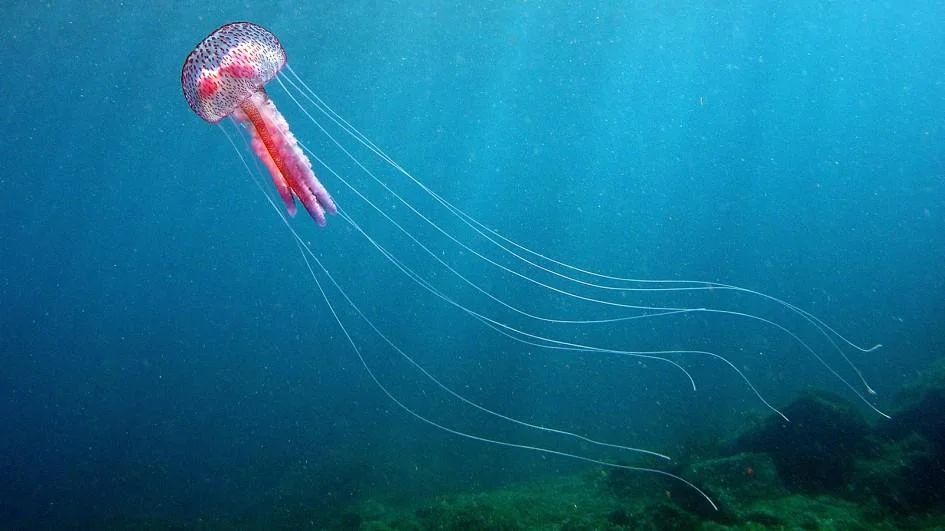 kelly-jelly-fish-3.jpg