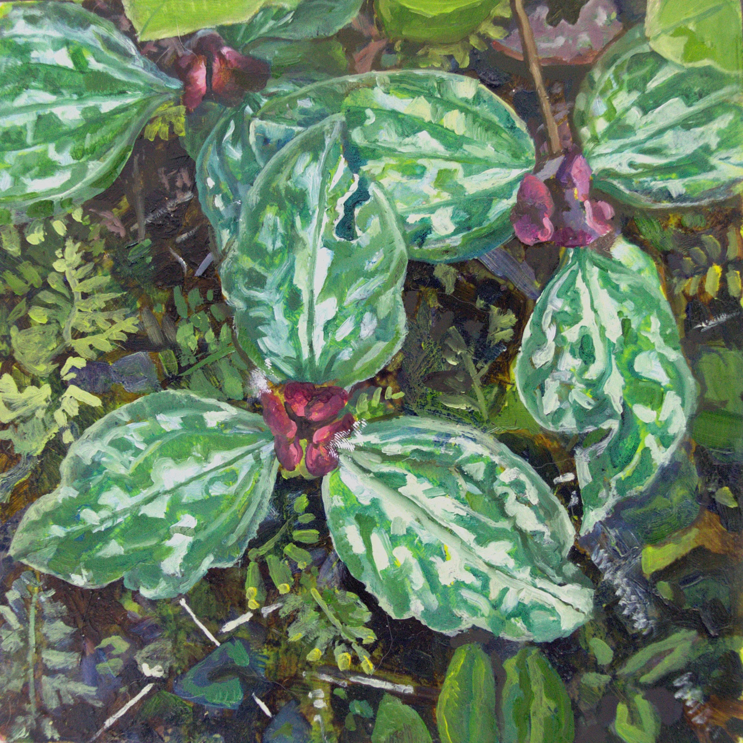 Trilliums (compete), 2025, oil on cradled hardboard panel, 6" x 6"