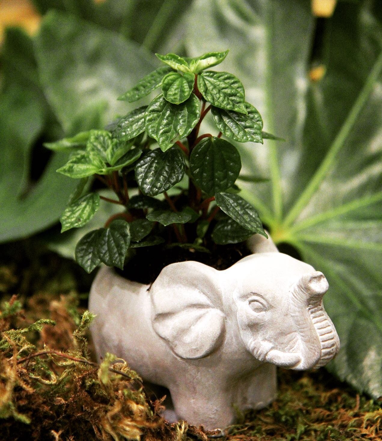 This little elephant planter has to be the cutest thing ever!!! 🐘 
.
.
#banff #banffflorist #banffmountaintopflowers #banffplants #banffplantshop #elephantplanter #floristsupply #banfflocals #shoplocal #jungleinthemaking