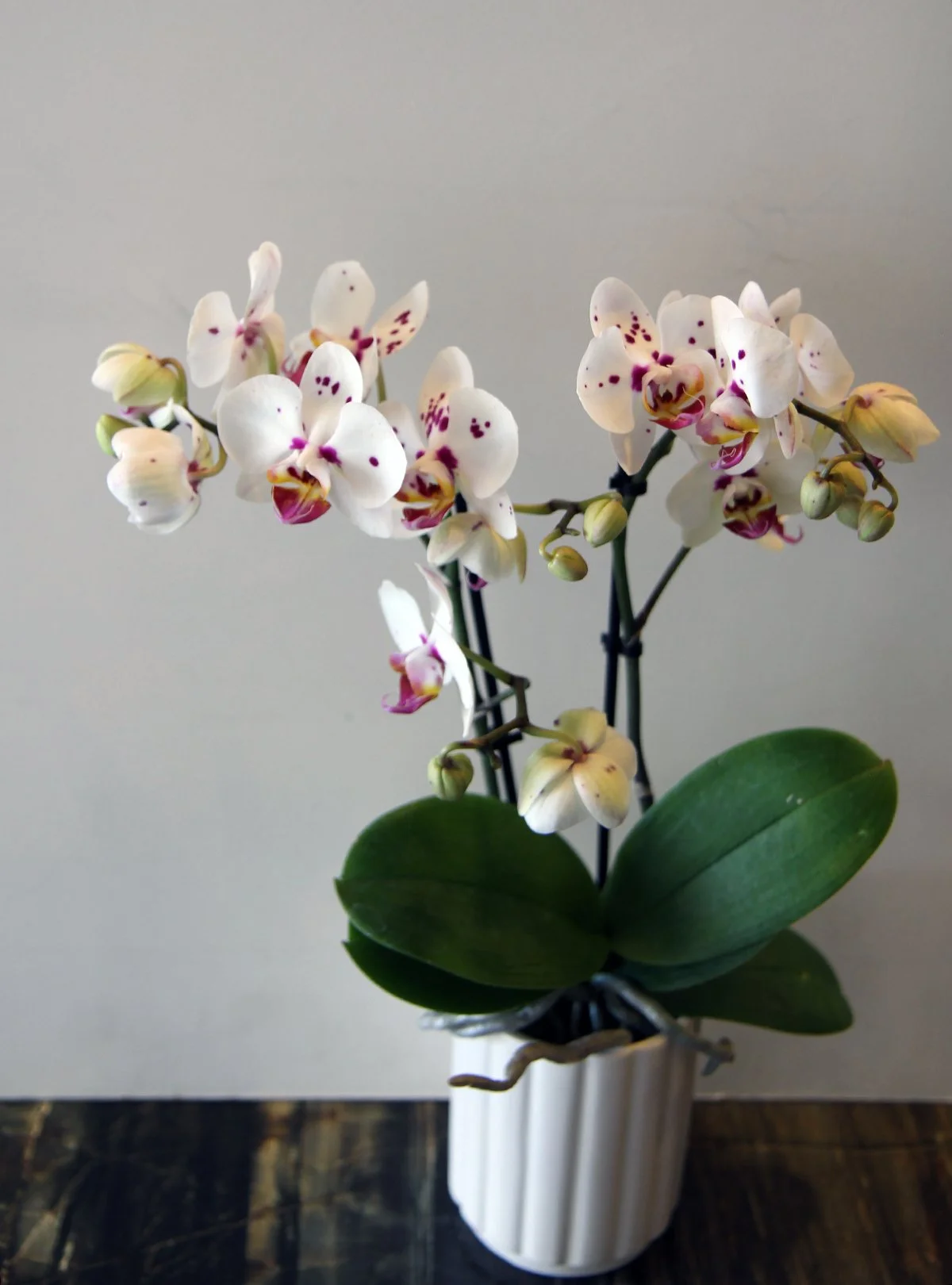 orchid2.jpg