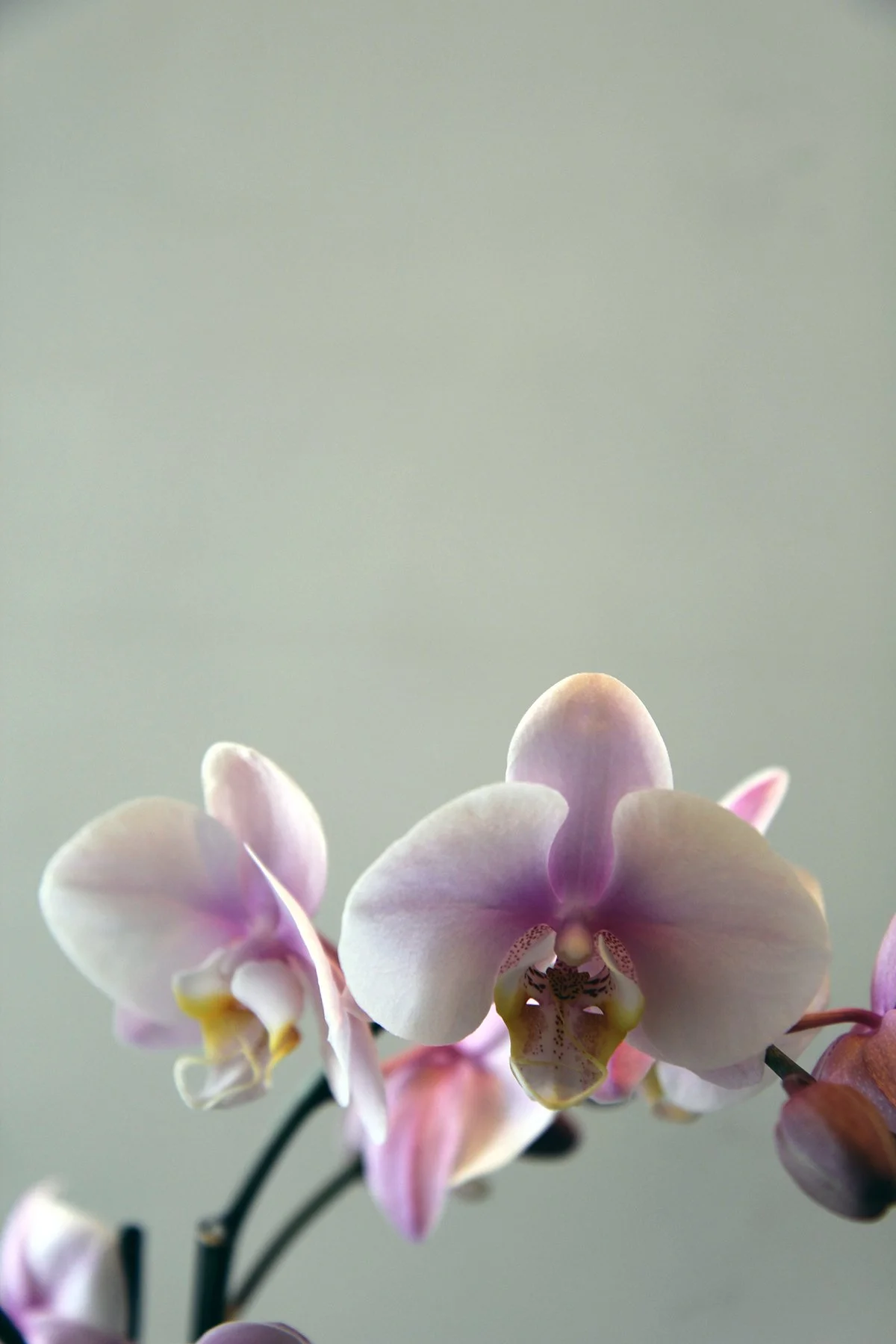 Orchid-3.jpg