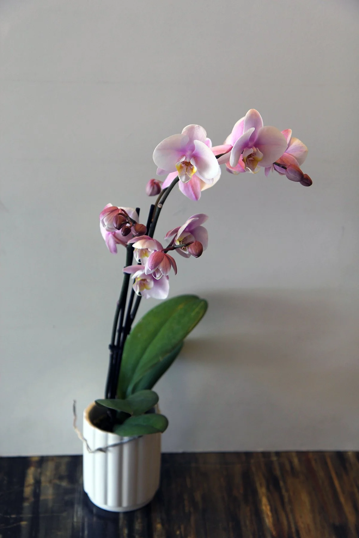 orchid3.jpg