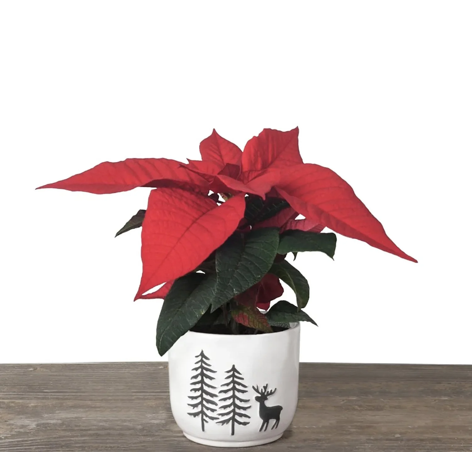 poinsettia.jpg