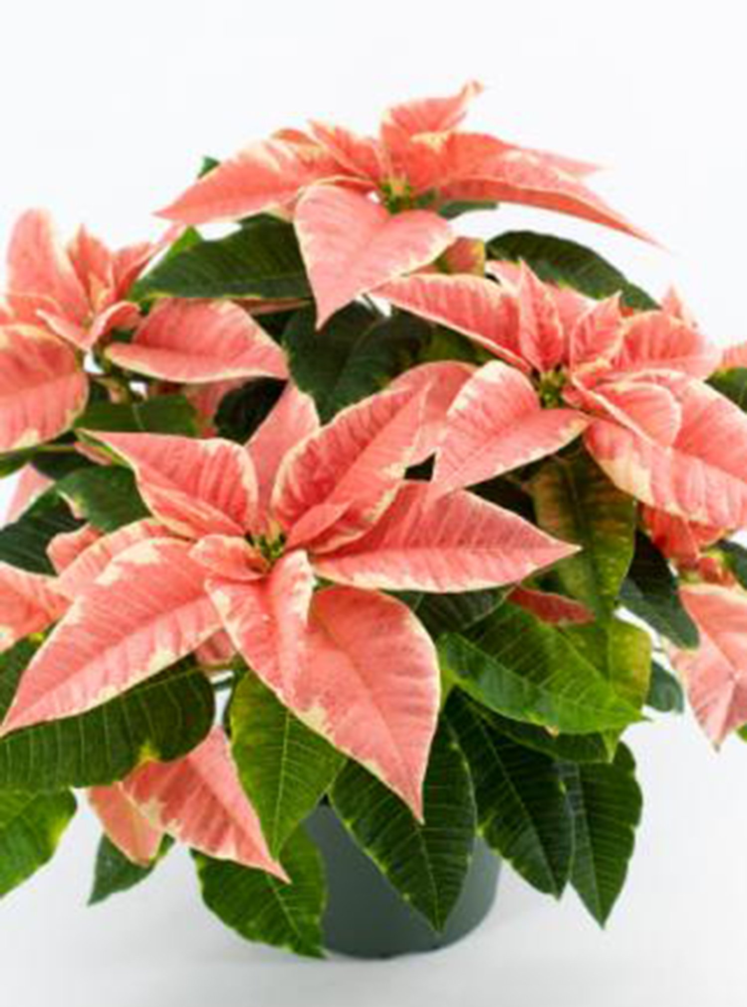 marble-pink-white-poinsettia-61ad15ef5bafc7.38873578.425.jpg