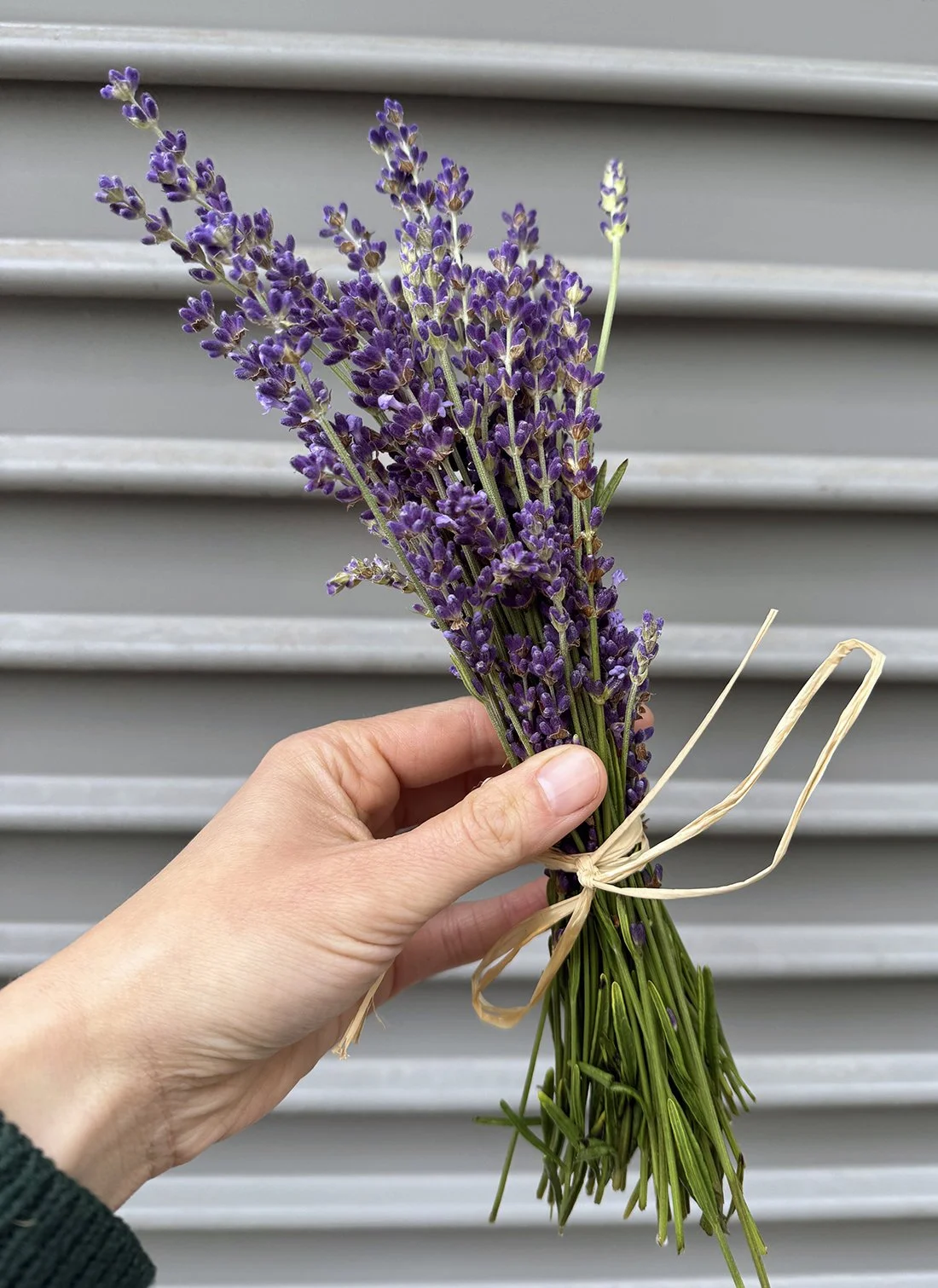 lavender.jpg