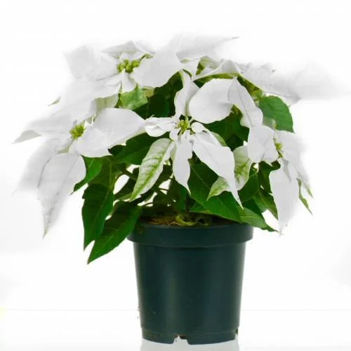 white poinsettia.jpg