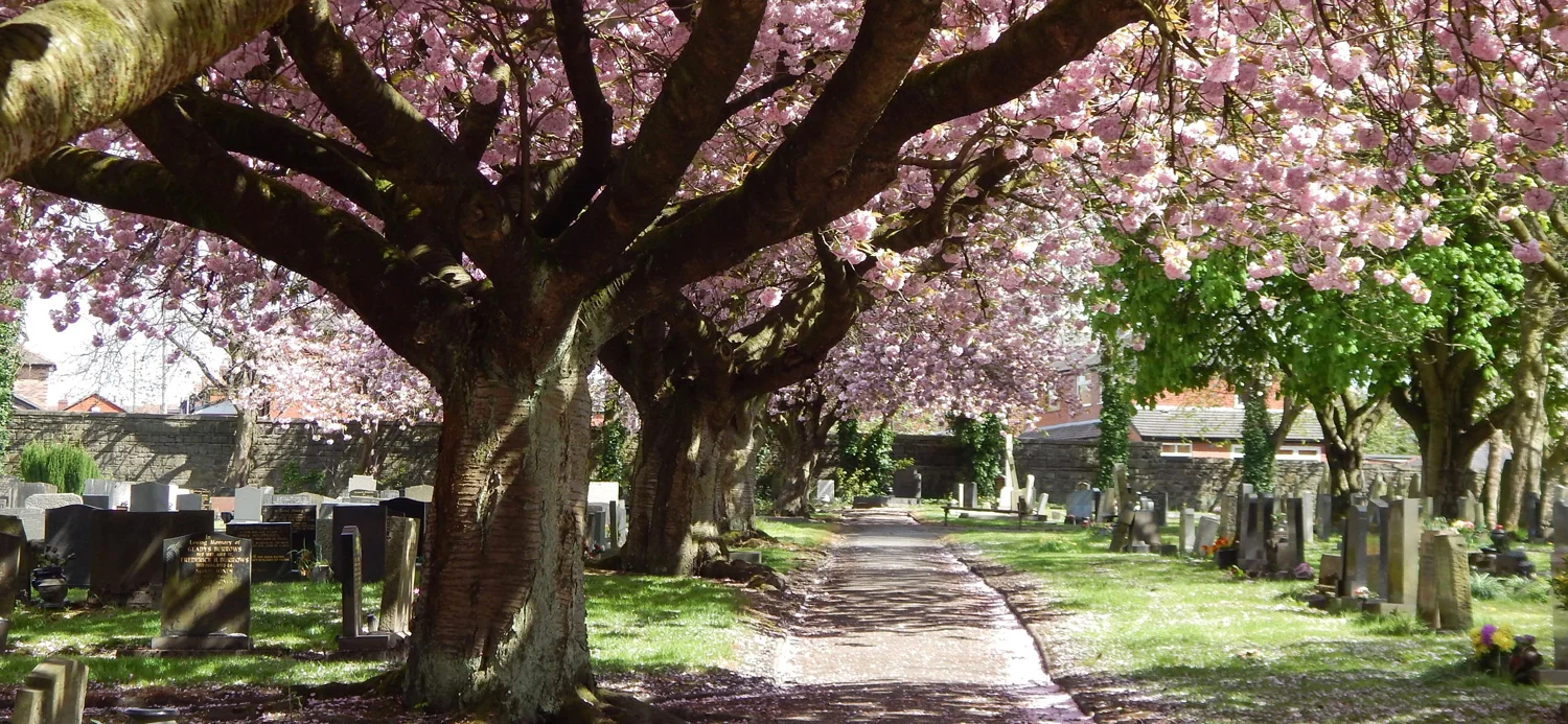 home_blossom-lrg2.jpg