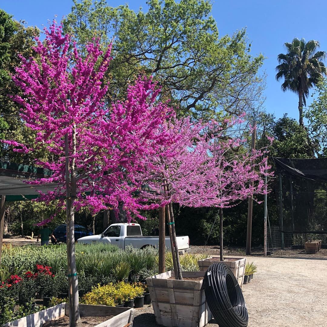 Western Redbud (Cercis Occidentalis) looking real pretty on today&rsquo;s tree tagging trip. 
#landscapedesign #backyardgoals
