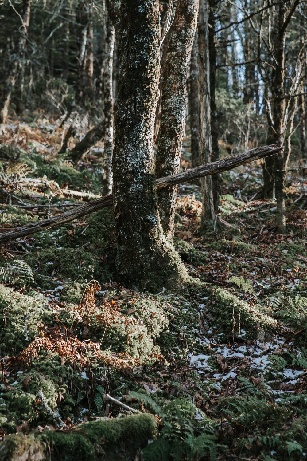 2019_hike-9.JPG