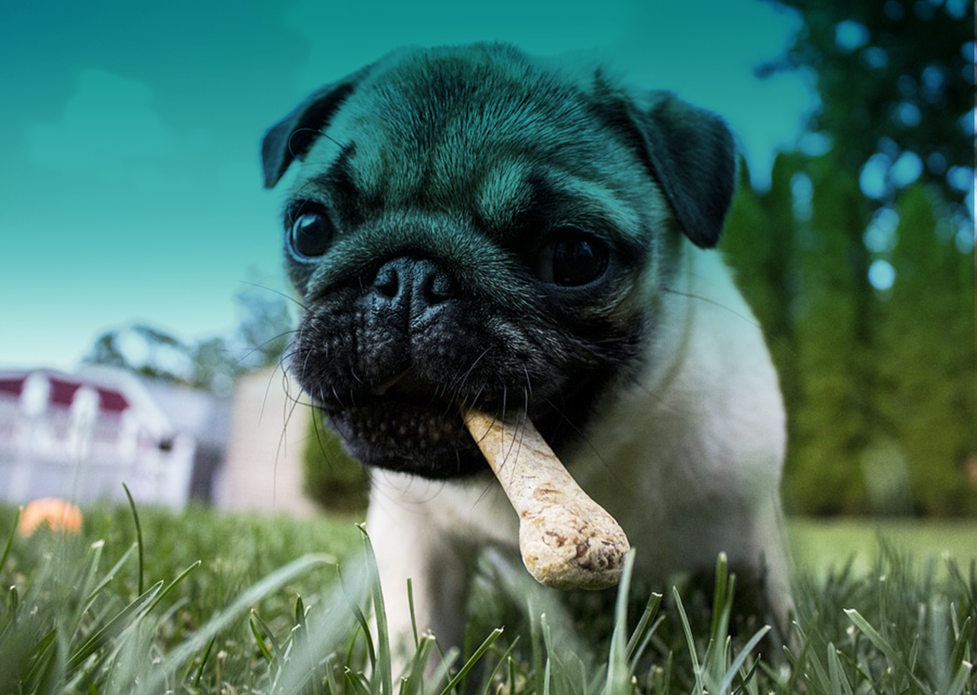 treats_header.png