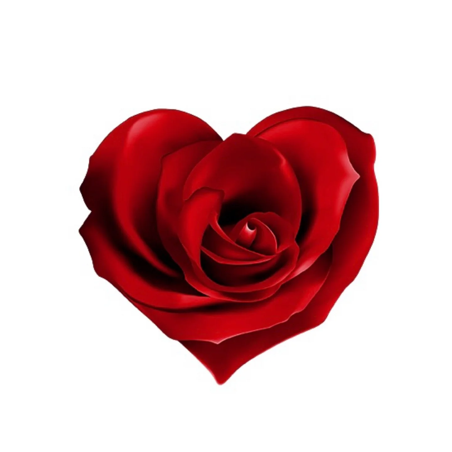 Uniquely, &hearts;️🌹
.
.
.
.
#sincefuture #heartrose #&hearts;️🌹 #feelregal #fundamentals