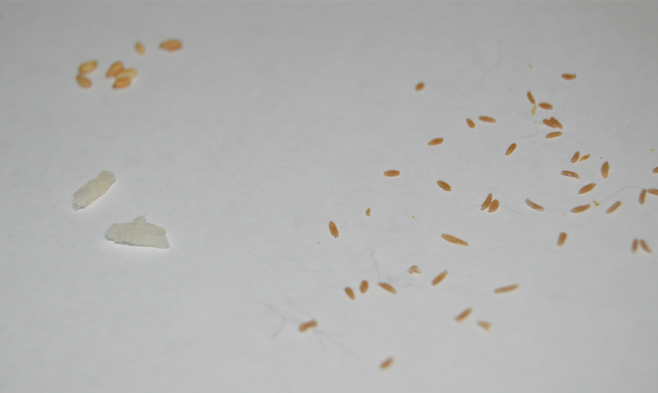 Cats And Sesame Seeds - takingtrend