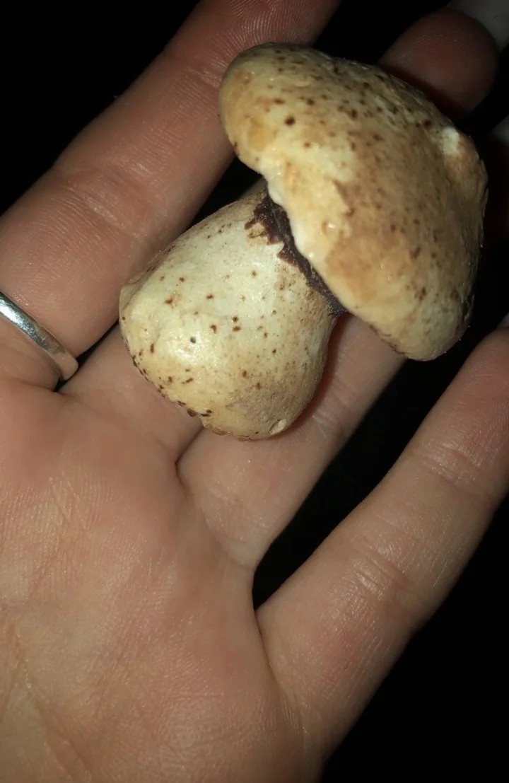 mushroom-meringue-cookies.jpeg