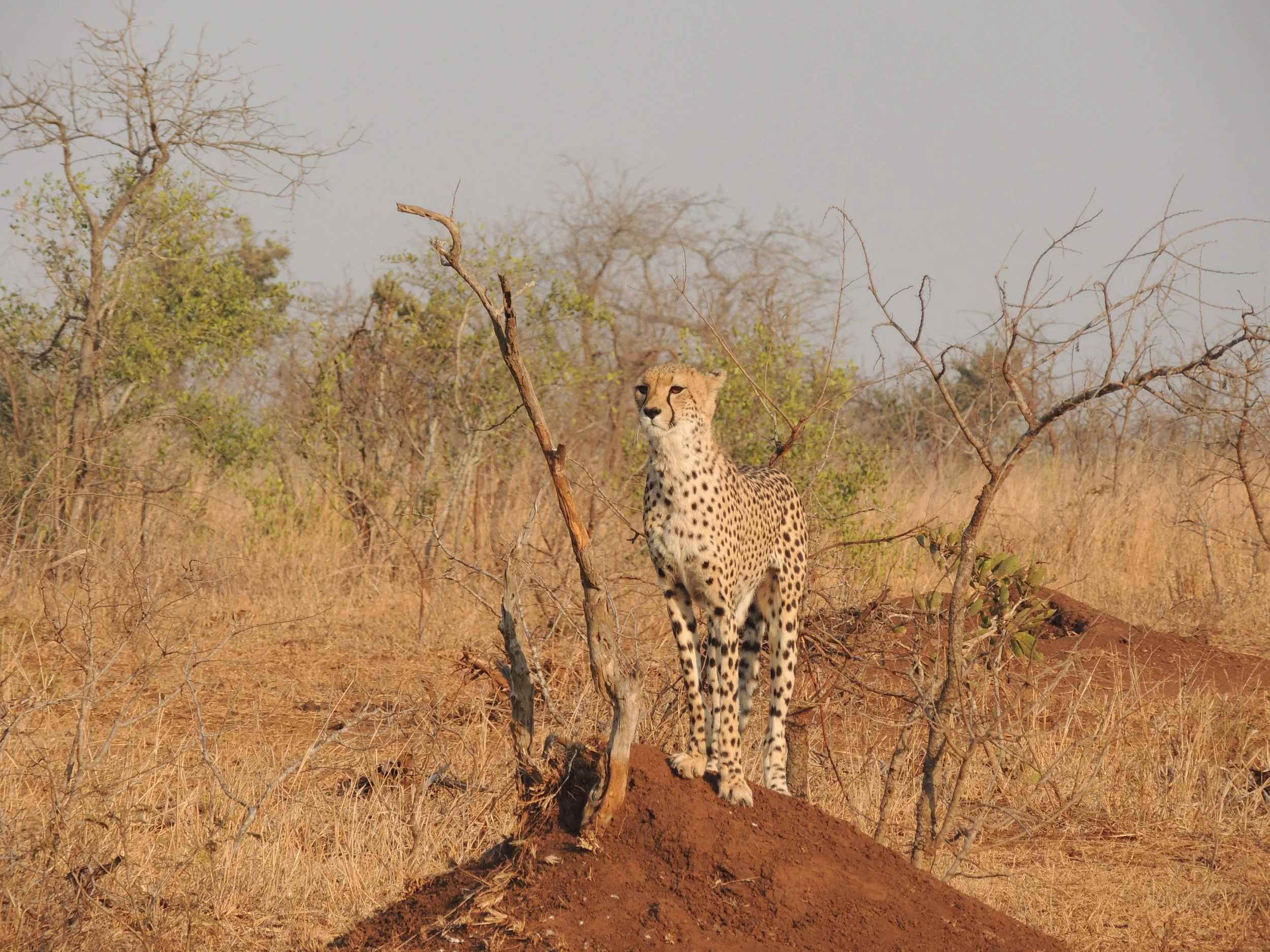 Kruger / Johannesburg, SOUTH AFRICA