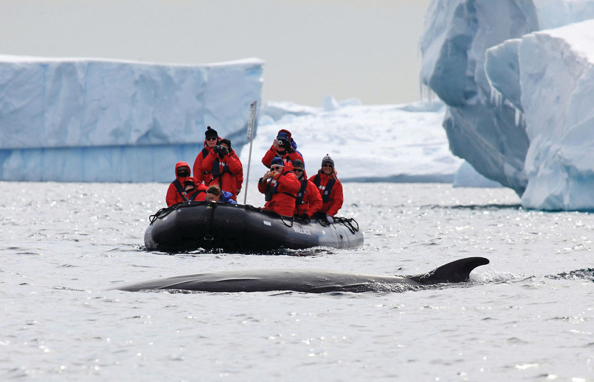 silversea-antarctica-cruise-whale.jpg
