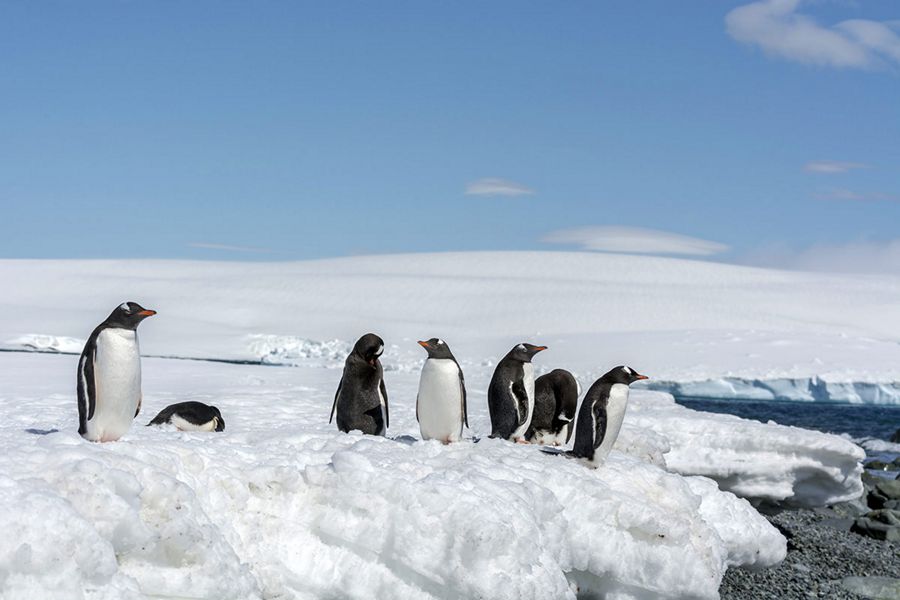 silversea-antarctica-cruise-south-shetland-island-gentoo-penguins.jpg