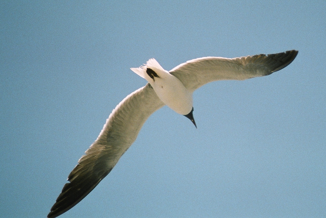 Sea Gull 10.jpg