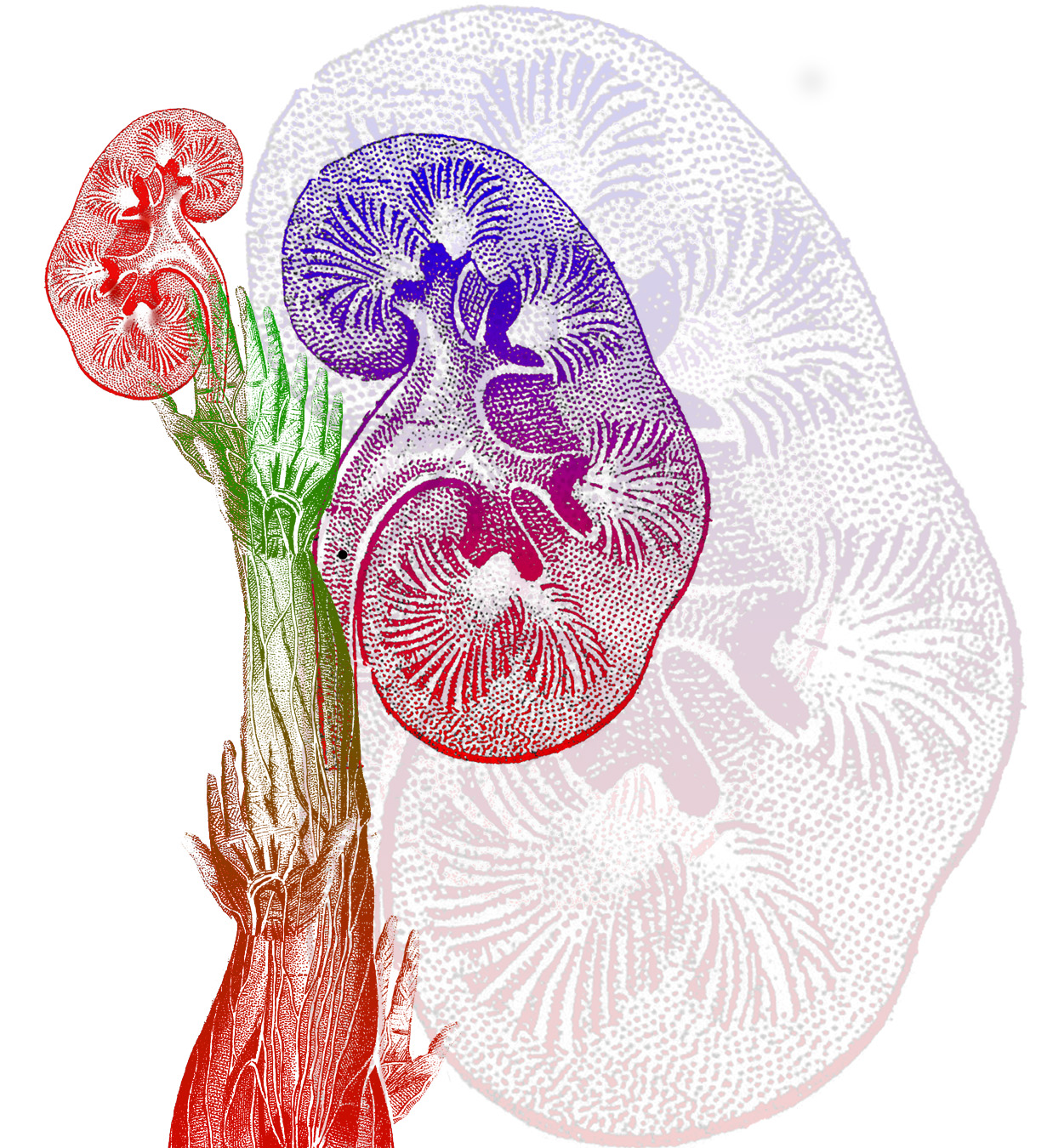 Olga Sankey, 'Floribundus' (detail), digital print