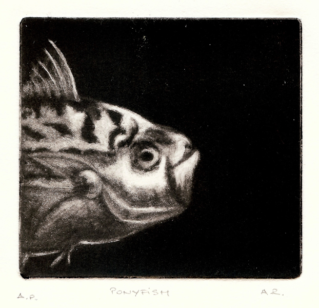 Amailia Ranisau 17 Pony Fish, mezzotint LR.jpg