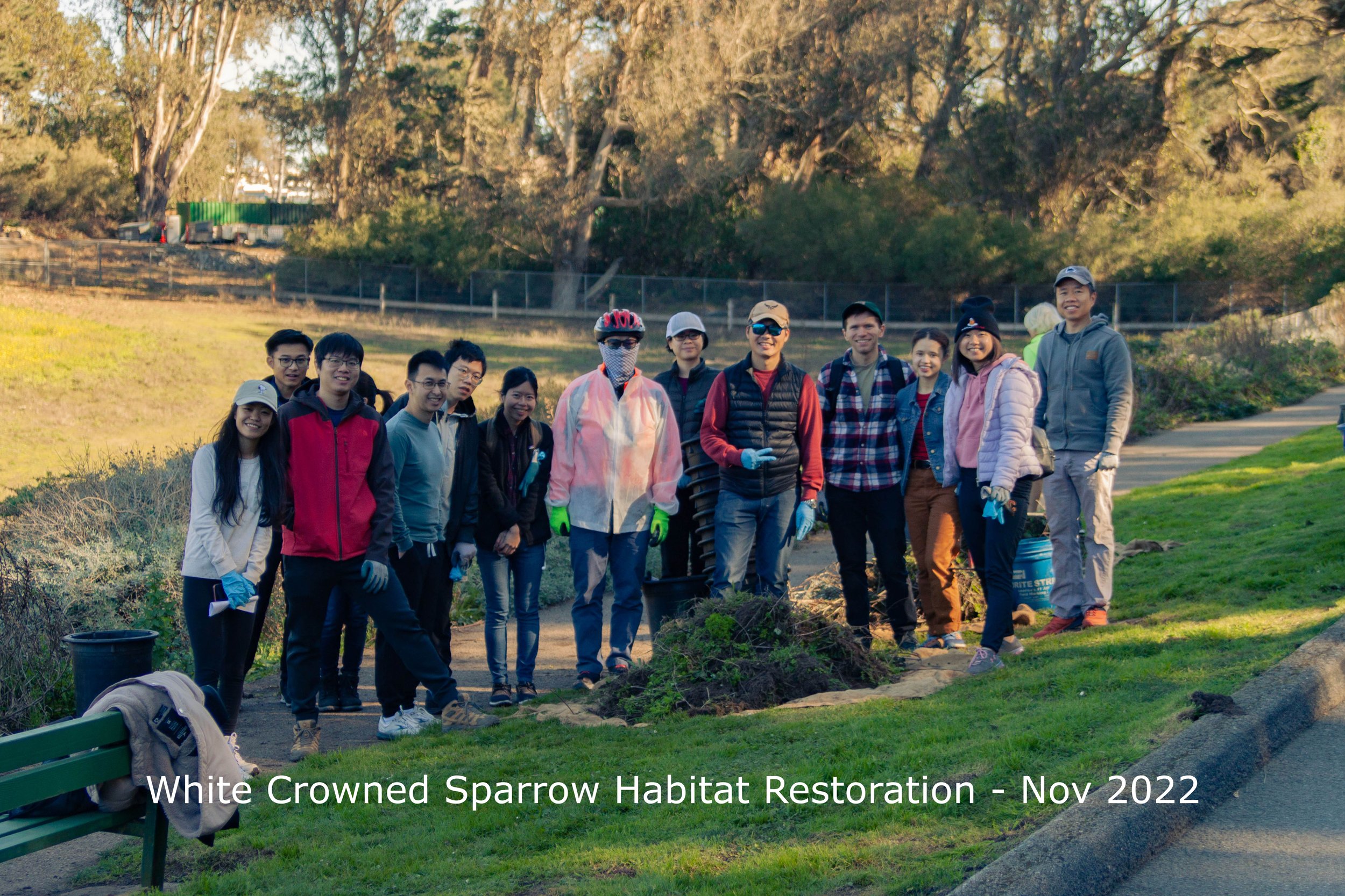 White Crown Sparrow habitat restoration