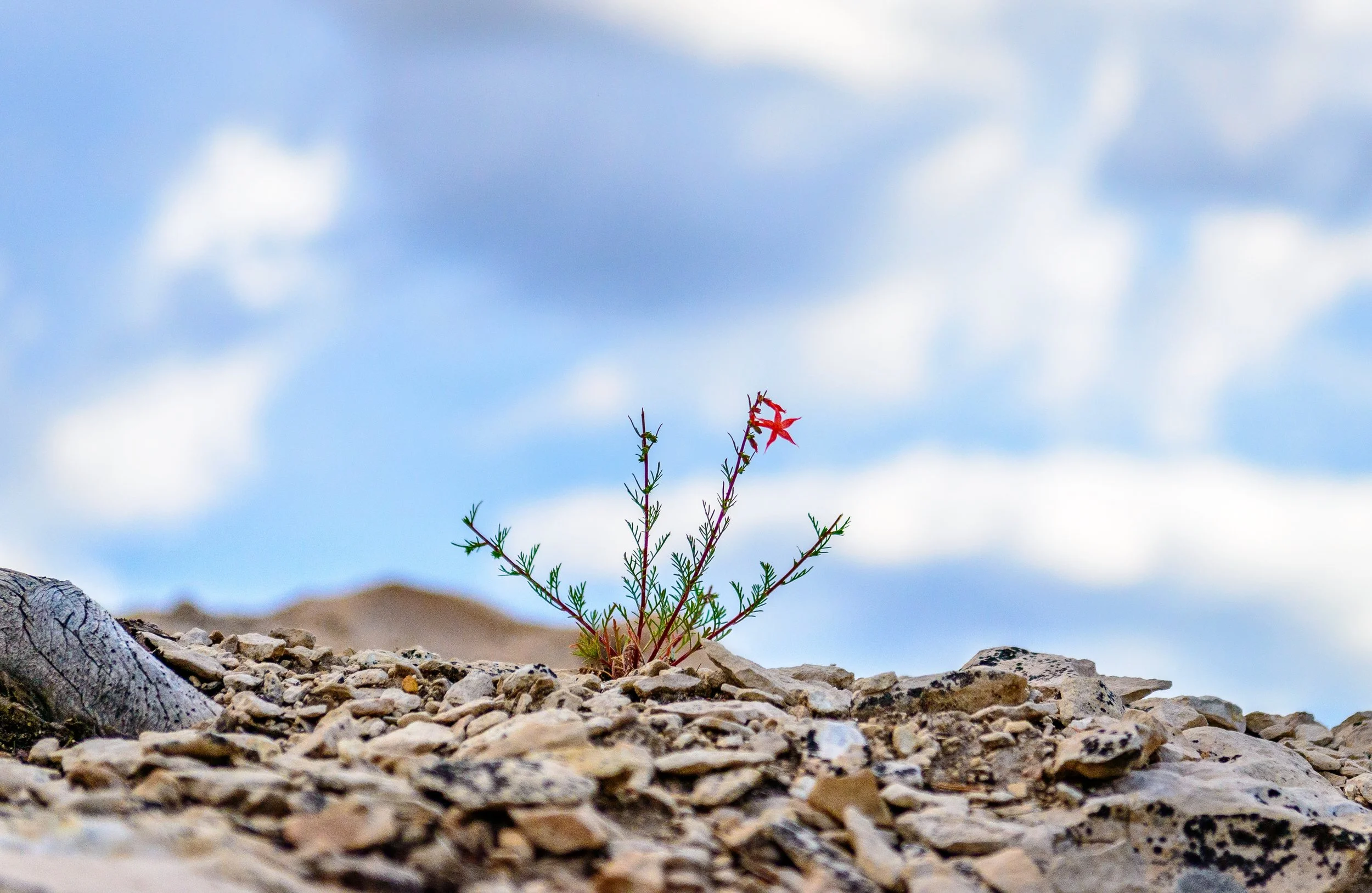 Welcome to Cultivating Professional Resilience