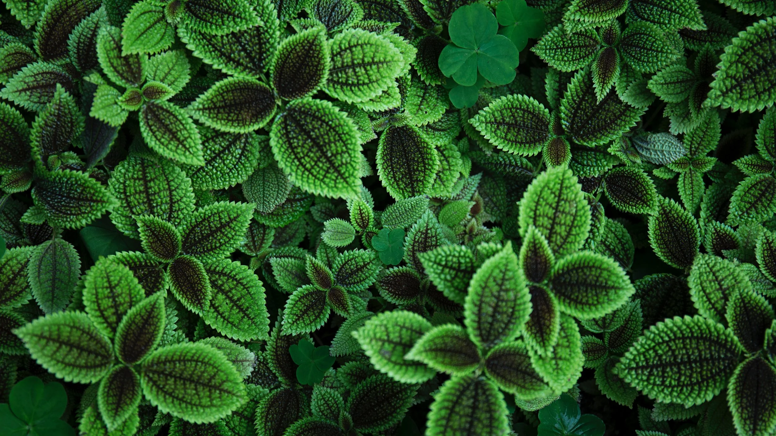 Understanding Leaves by Mark Nepo