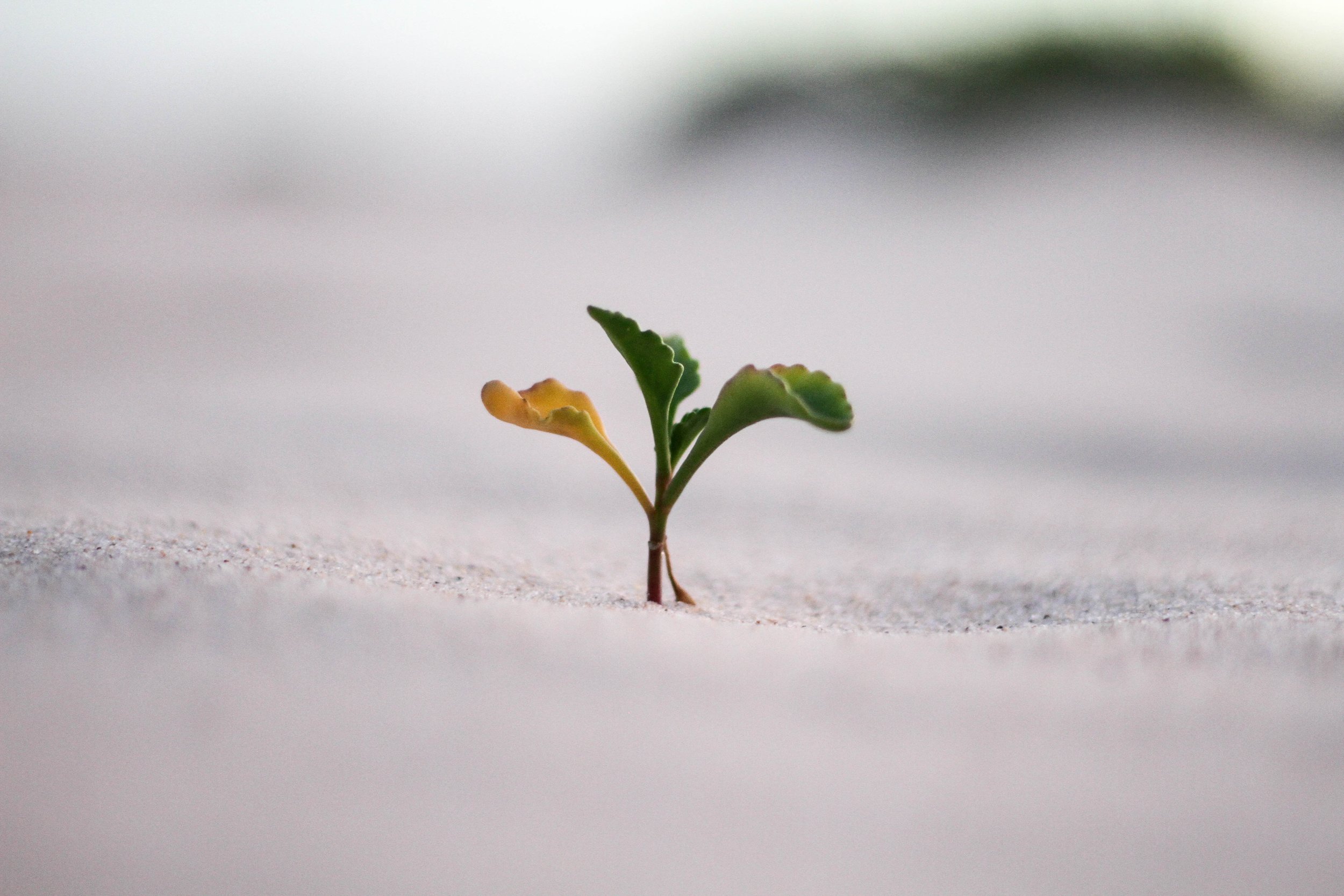 What is a growth mindset? 