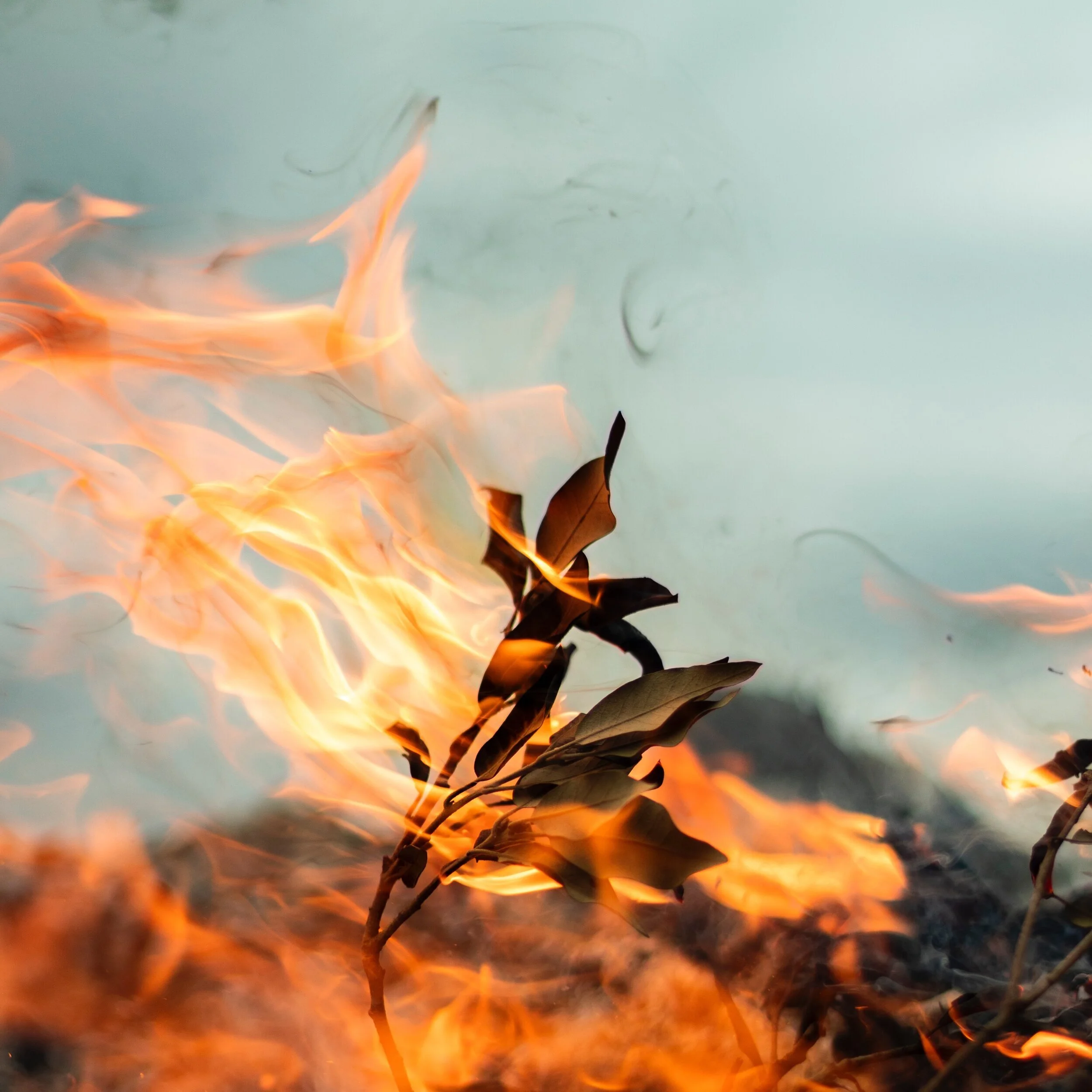 Poetry for a Pandemic: Forest Fires by Sarah Kay 