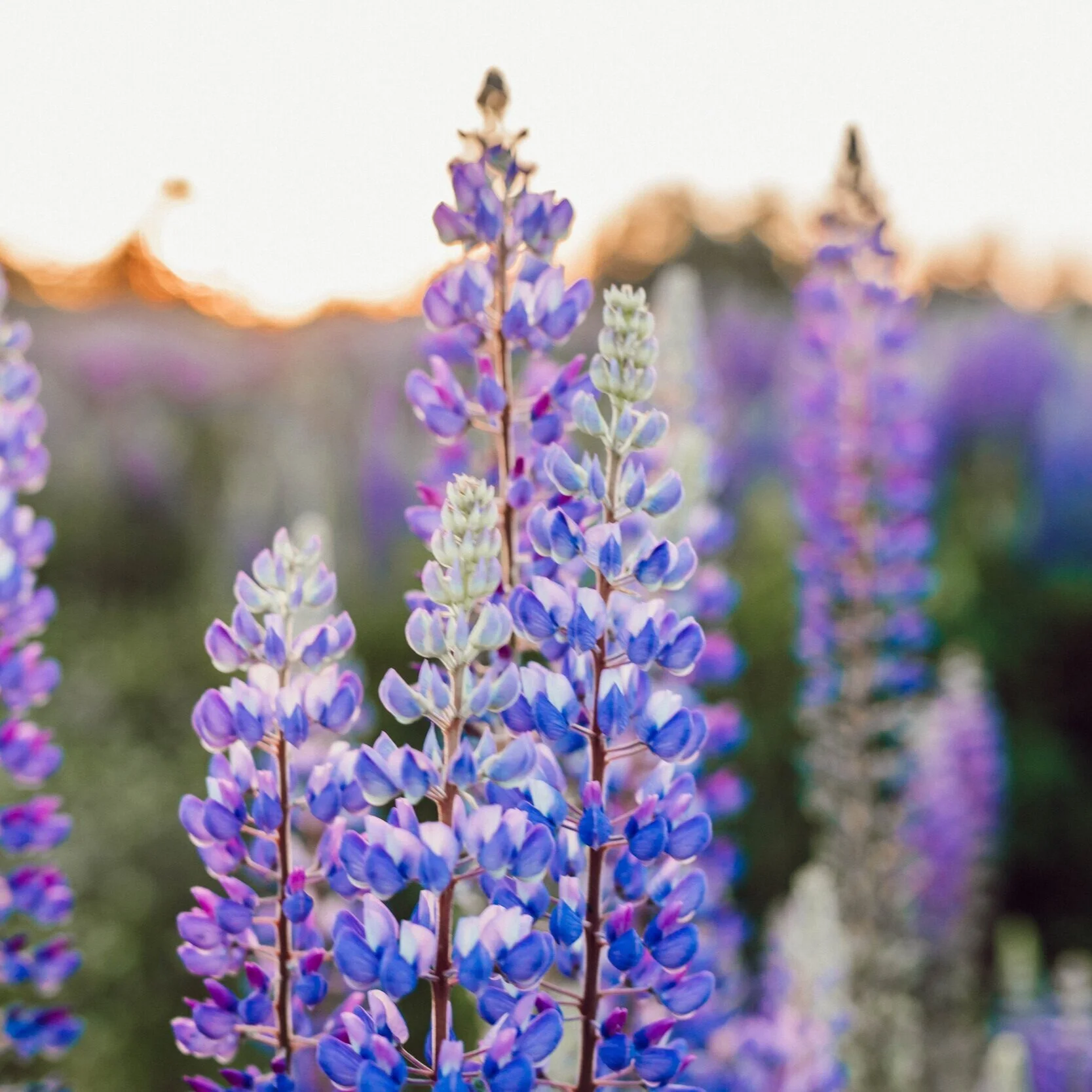 Pause, Breathe and Heal with the Catholic Health Association