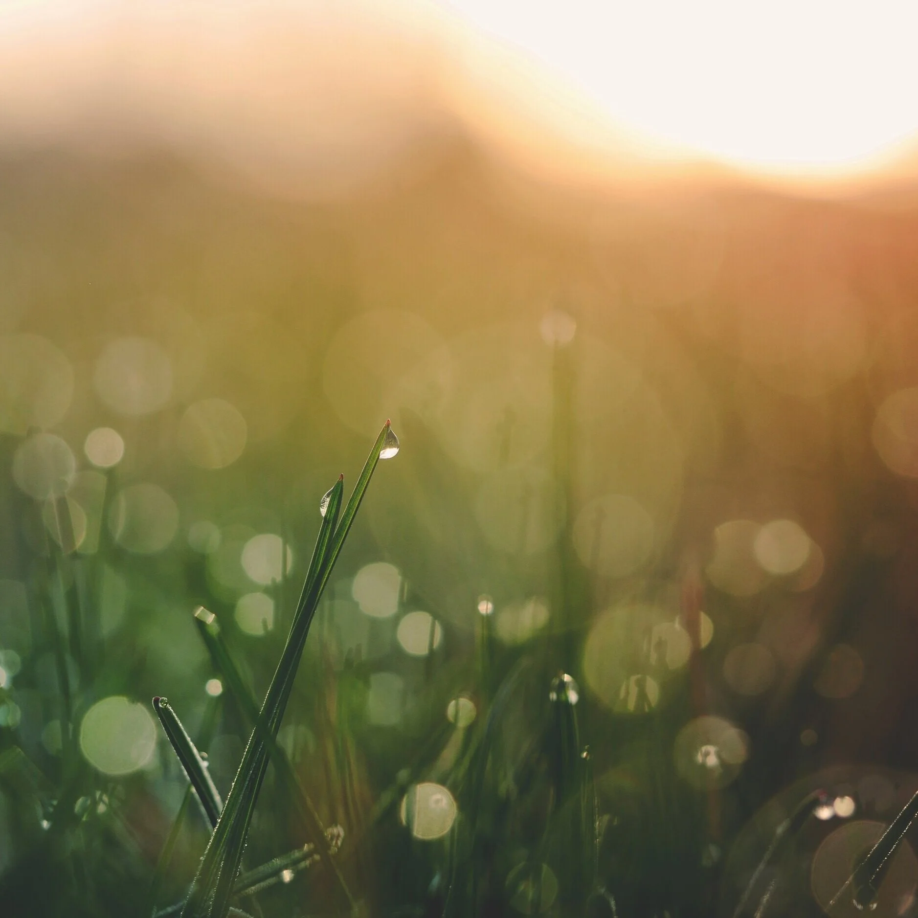 Remembering to Breathe with Dr. Leif Haas