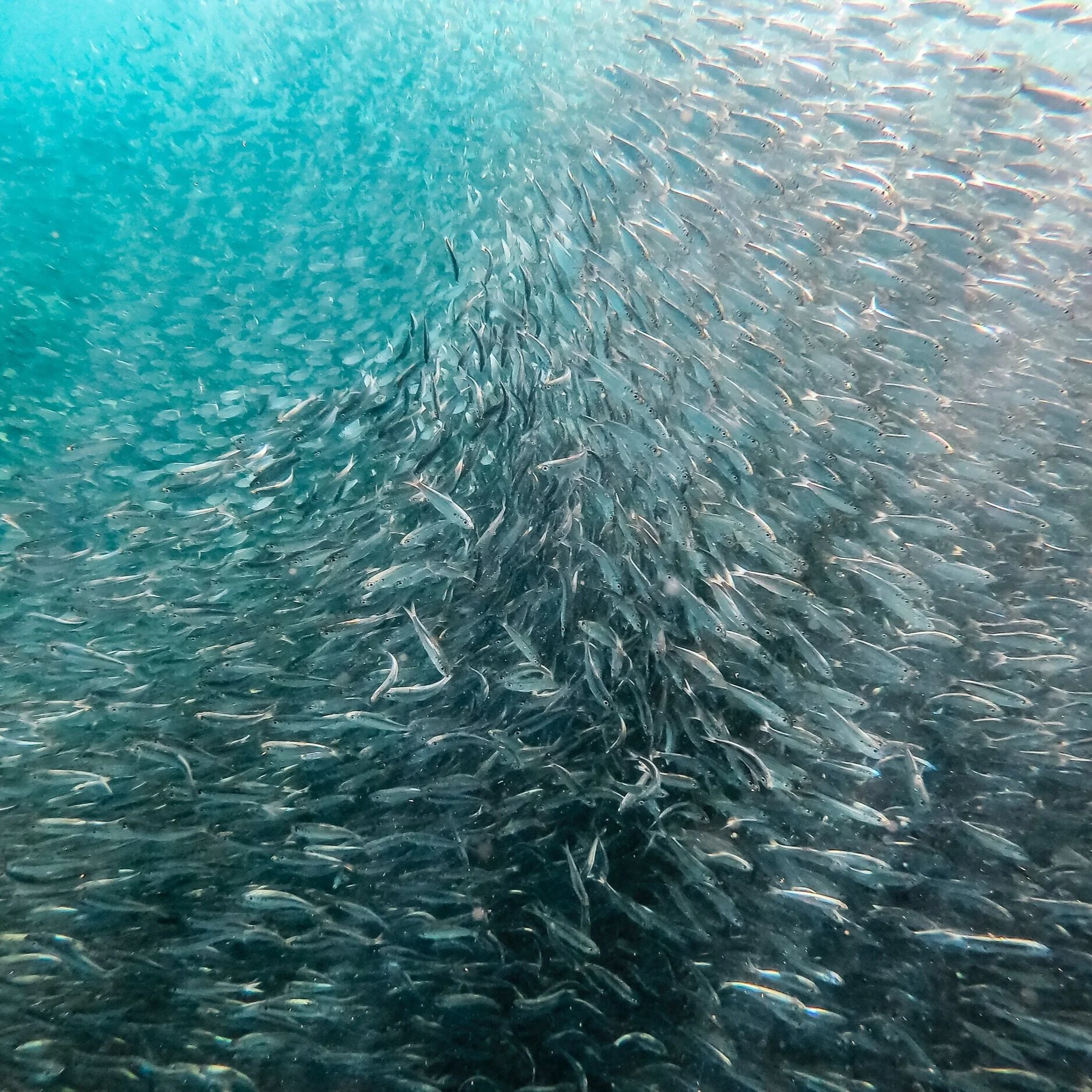 Finding Solace in Nature (Even When You Can't Go Outside) Part 1