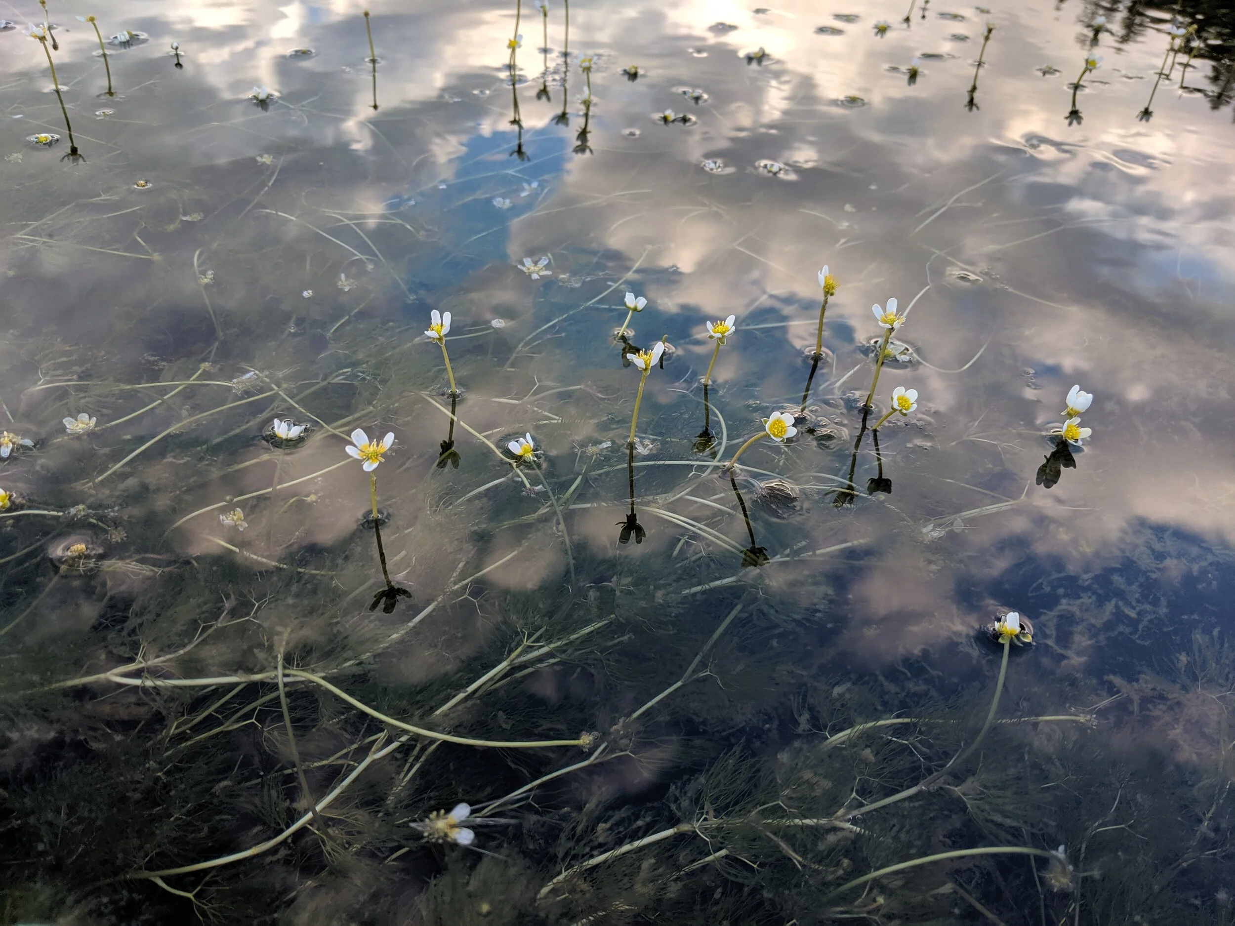 water and flowers.jpg
