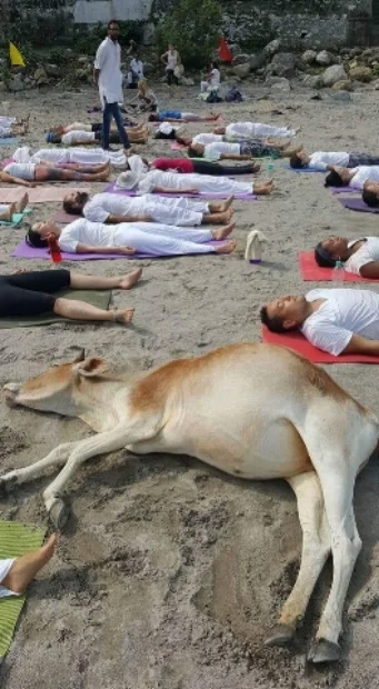 people and cow in corpse pose.jpg